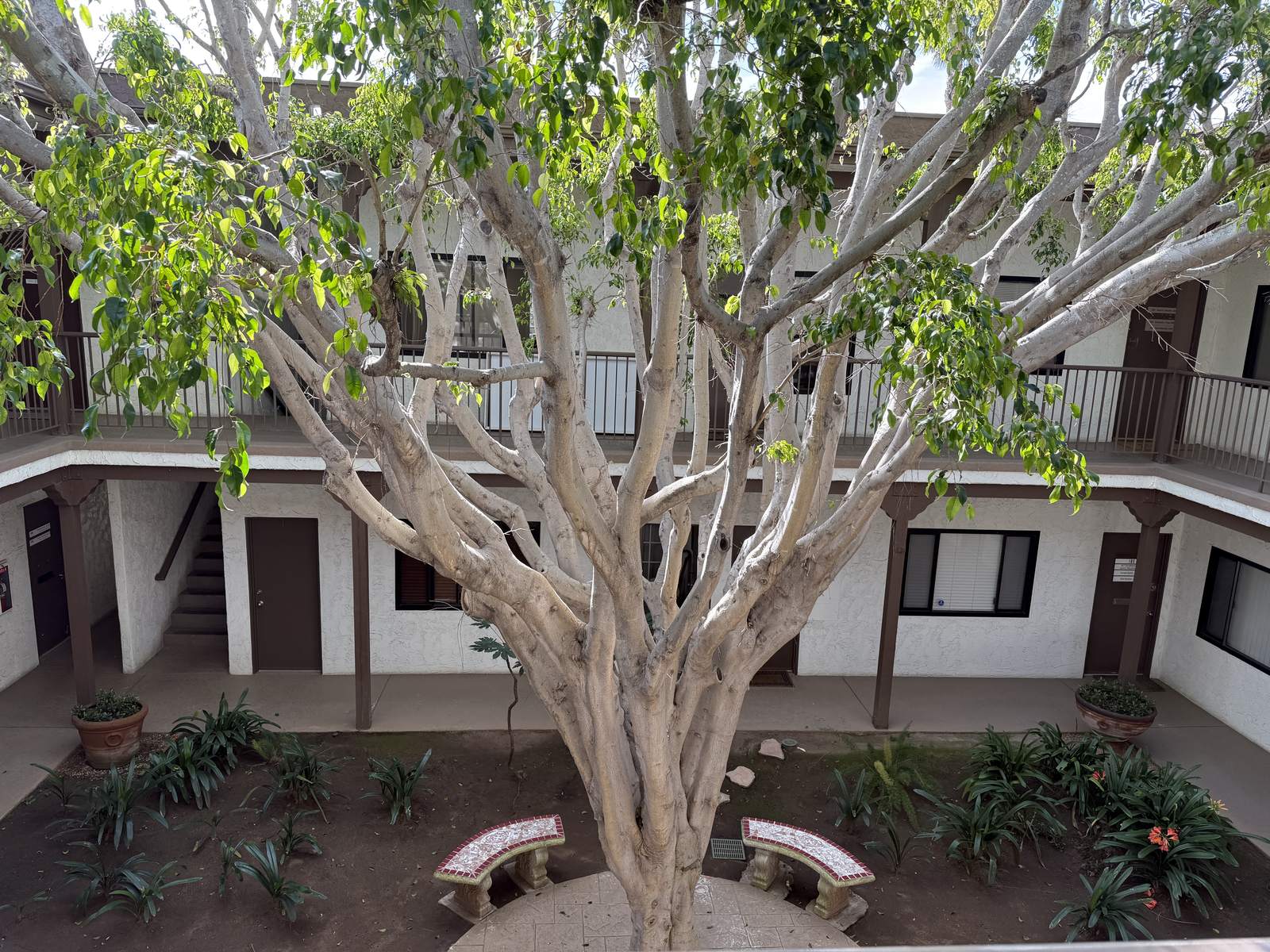 The courtyard tree and walkway at Vera’s Carlsbad office