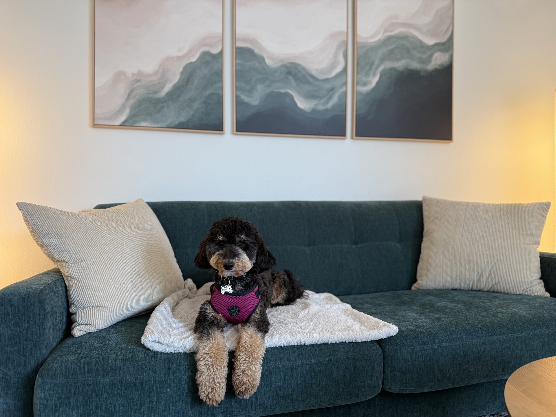 Bella, Vera's office dog, relaxing on the office sofa
