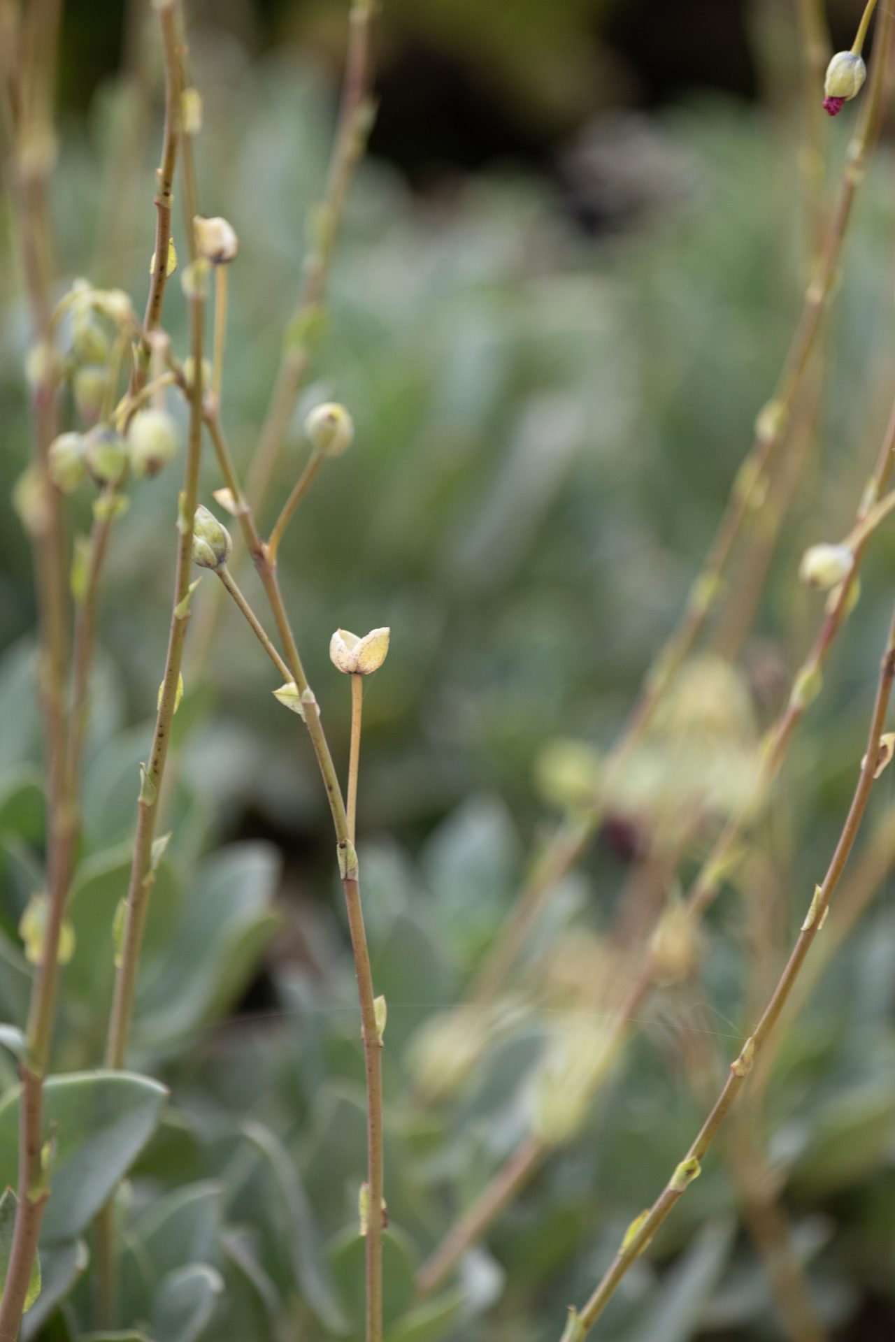 Pale stems and buds in a quiet garden