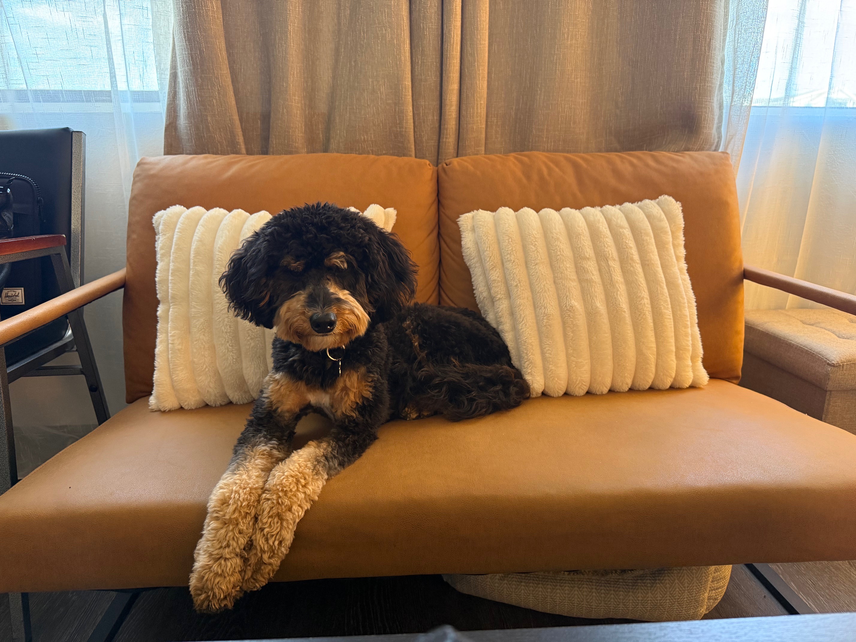 Vera's therapy dog relaxing on the office sofa